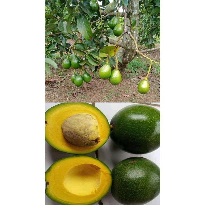 

alpukat mentega, alpukat manis , alpukat lampung