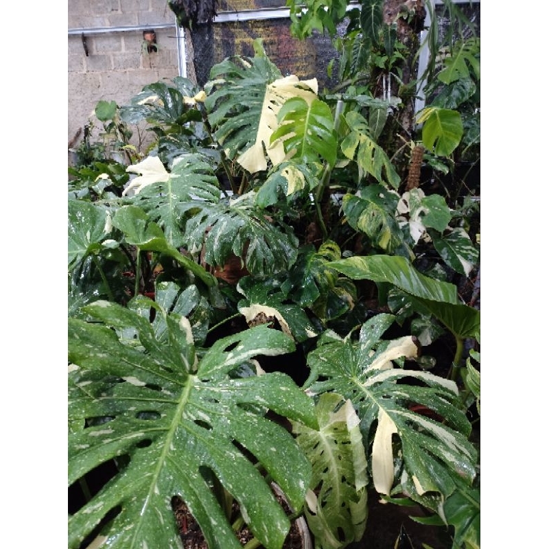 tanaman hias monthai besar