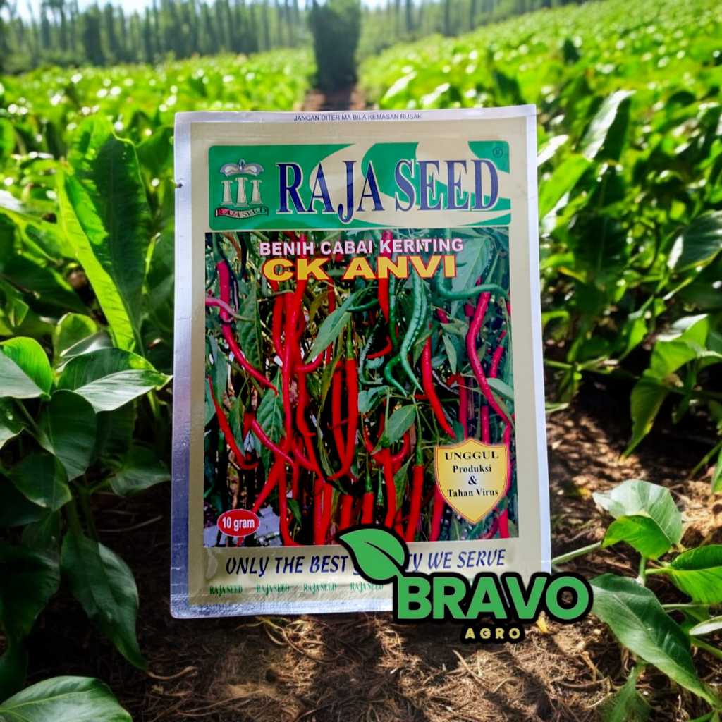 BENIH CABE KERITING CK NAVI (RAJA SEED) - 10 GRAM