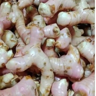 

LENGKOAS LAOS SEGAR BERKUALITAS TINGGI 1KG