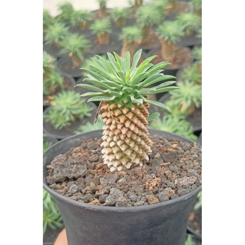 Euphorbia kirin tunggal