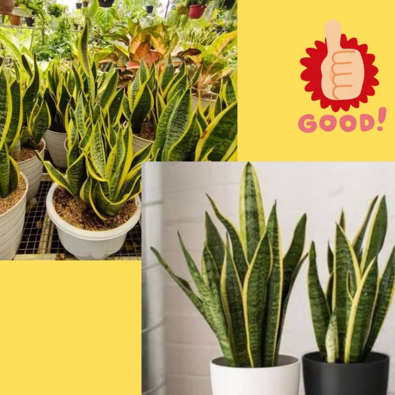 Lidah Mertua Hidup, Lidah Mertua Besar, Lidah Mertua Jumbo