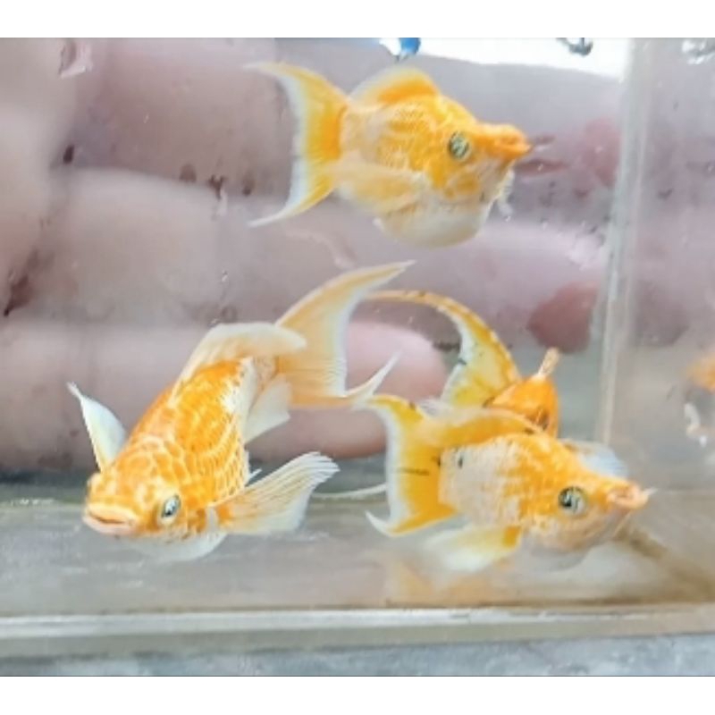 trio molly lemonhead mata biru cawang