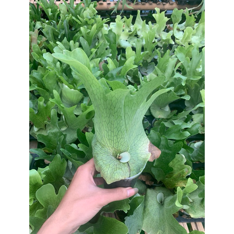 Platycerium wandae pot2in dan Dc 25 siap panjang