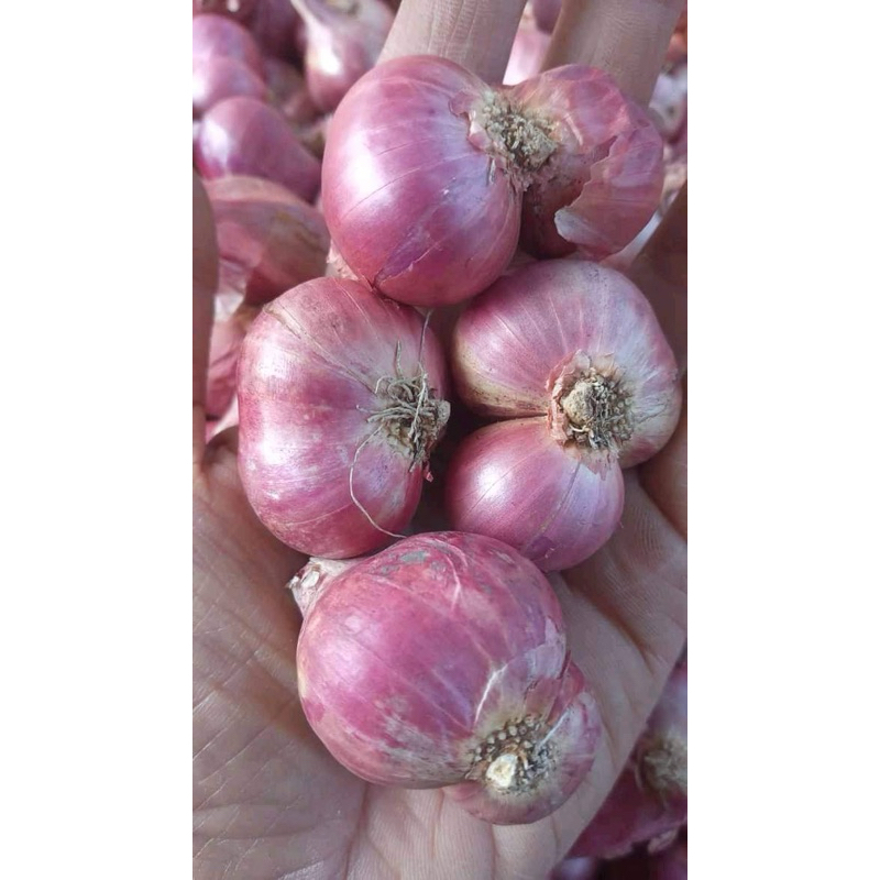 

(COD)BAWANG MERAH FRESH 1 KG