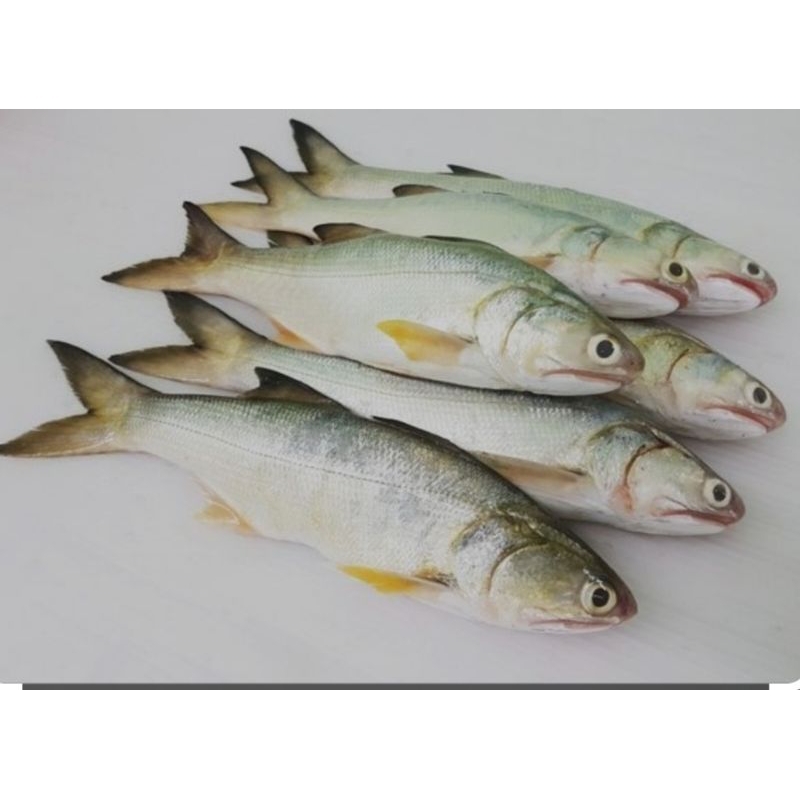 

Ikan Senangin Segar 500gr