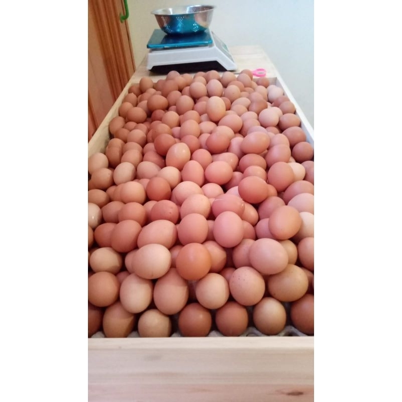 

HA Telur Ayam Negeri 1 Tray isi 30 Butir