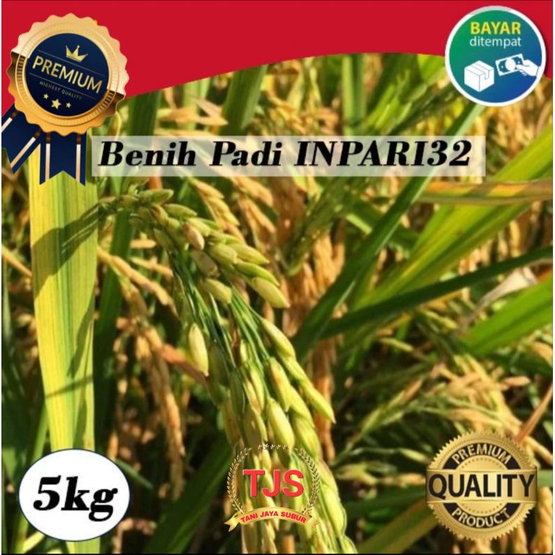 Benih Padi Unggul Inpari 32 Jumbo  5Kg