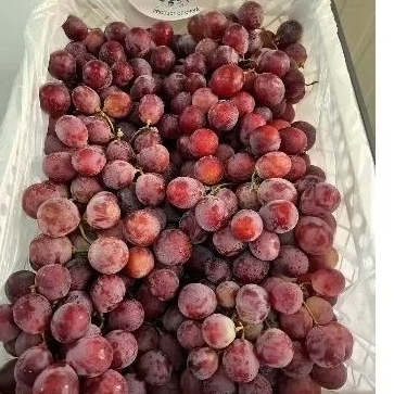 

ANGGUR REDGLOBE 1KG