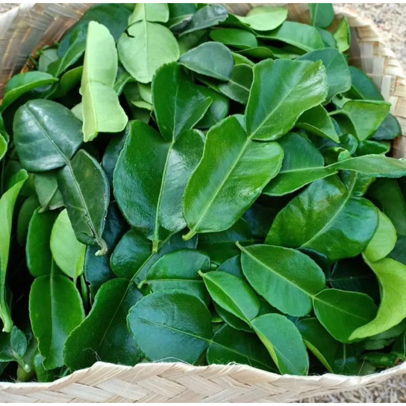 

daun jeruk purut segar per pack