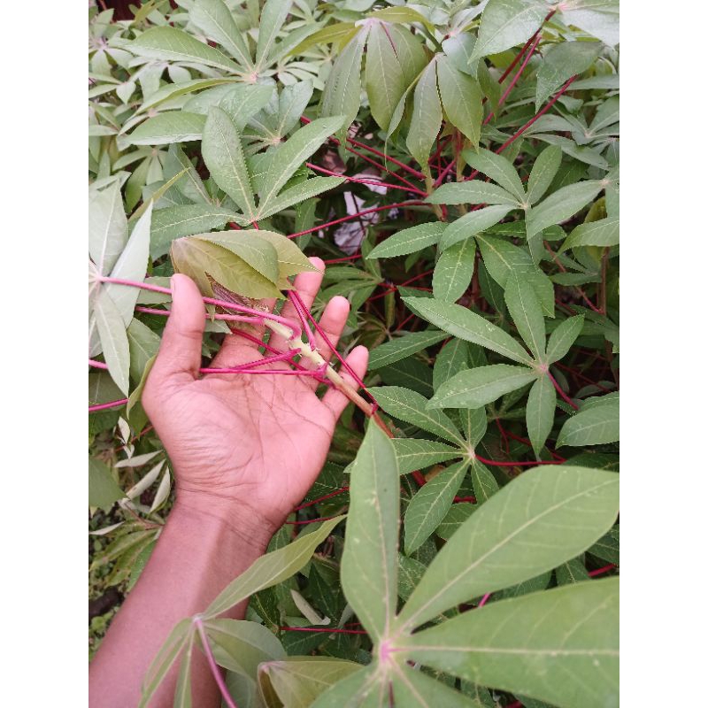 

DAUN SINGKONG SEGAR 1IKAT