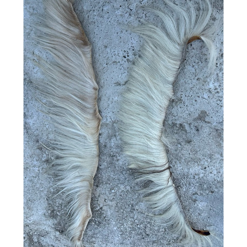 bulu kuda asli,jambak kuda suri kuda