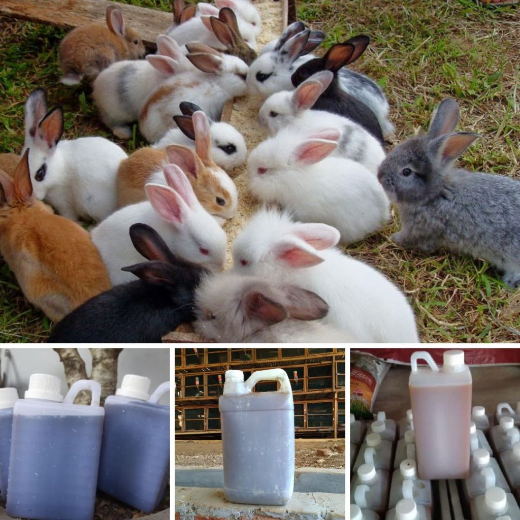 LANGSUNG PETERNAK..!!!Urin kelinci murni,urine kelinci fermentasi