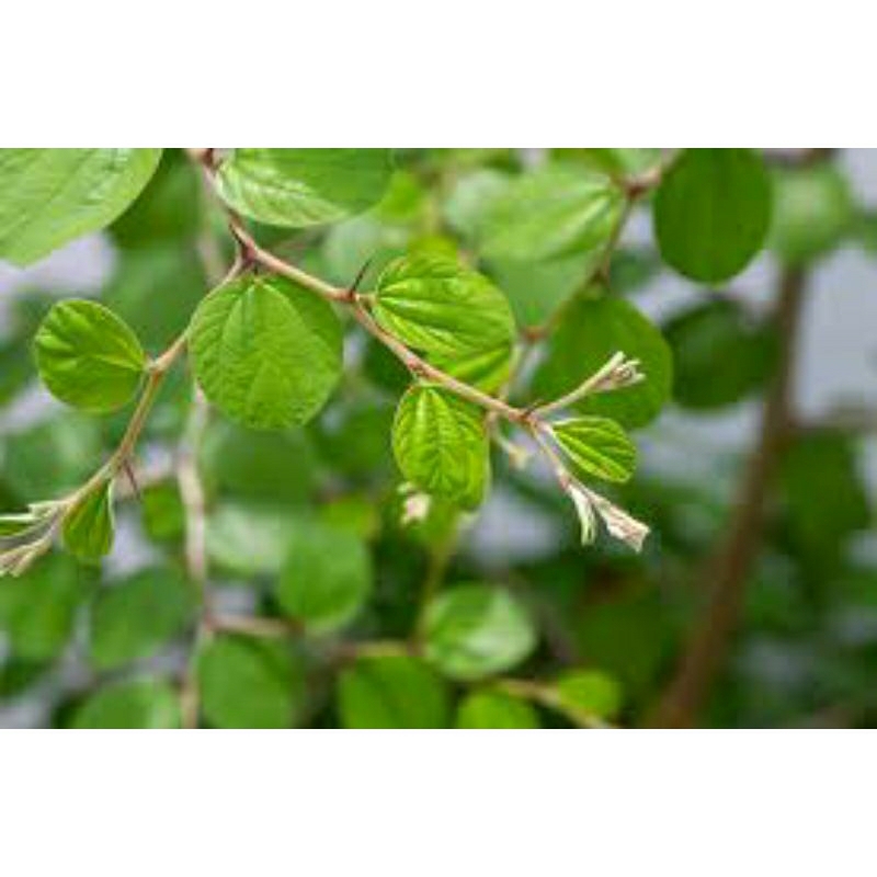 

TANAMAN DAUN BIDARA PER 100GRAM