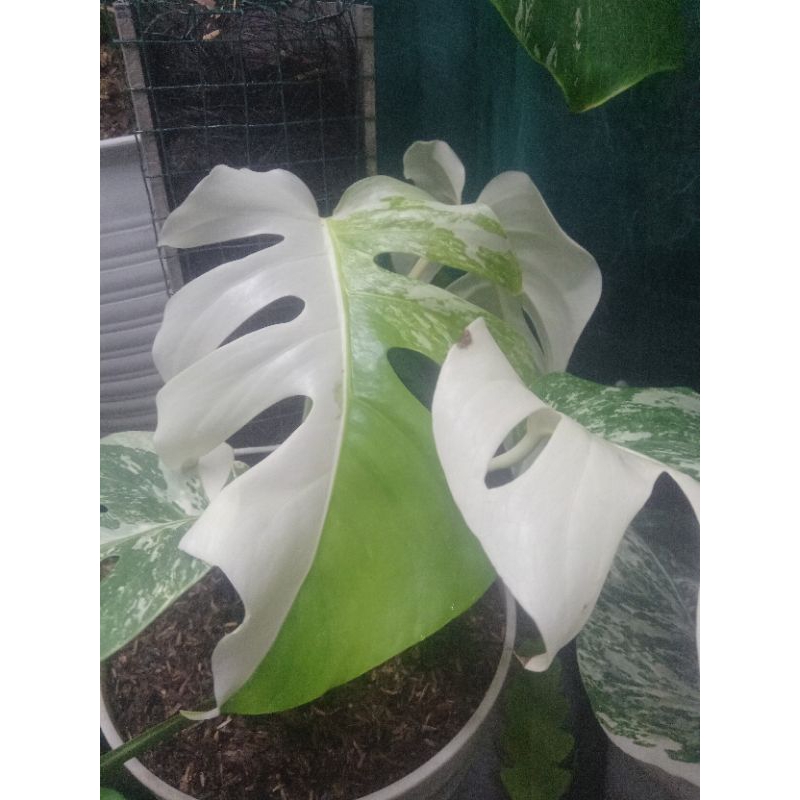 Monstera Marble Sektoral