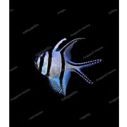 Ikan Hias Laut Capungan Ambon