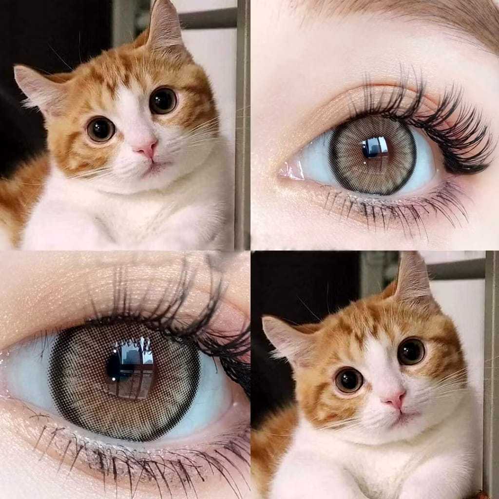 MYSTICEYES SOFTLENS DAWN BROWN ( NORMAL S/D -6.00 )DM 14.5MM