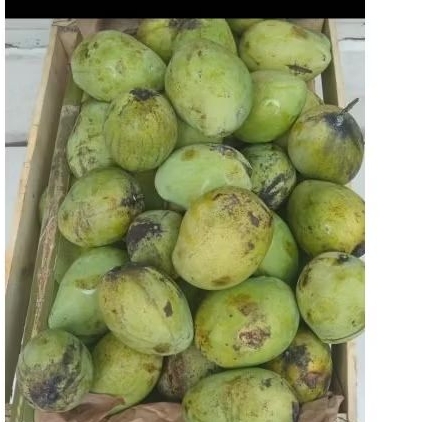 

mangga indramayu manis dijual per kg