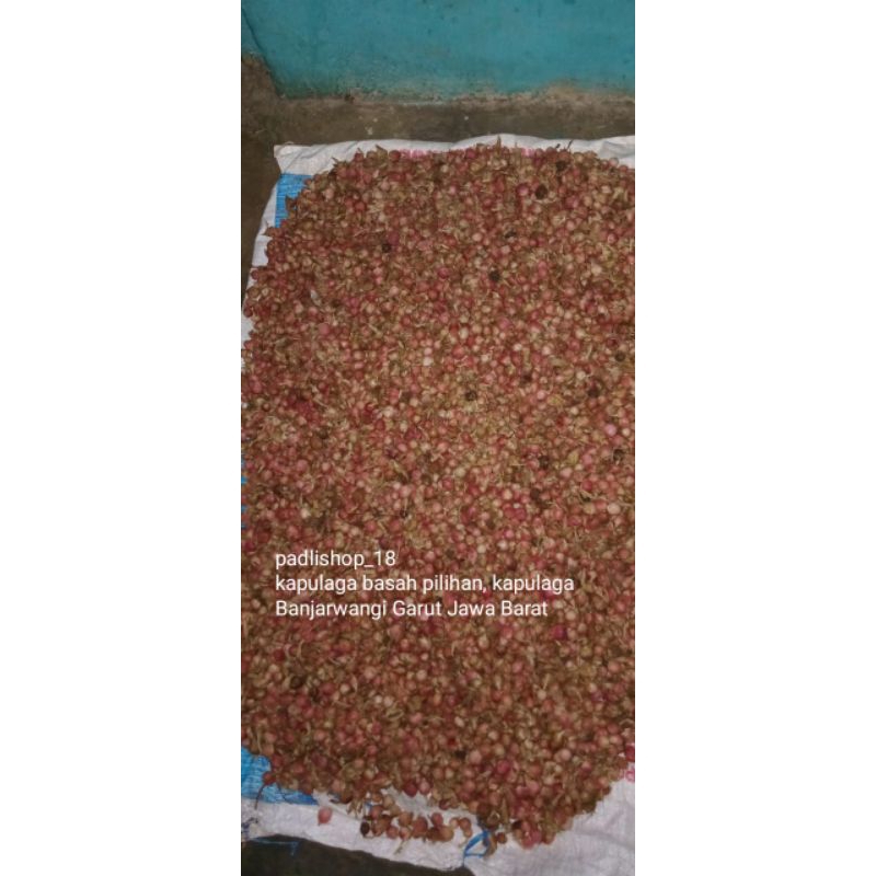 

KAPULAGA BASAH BANJARWANGI GARUT JAWA BARAT-BISA DIKERINGKAN SENDIRI