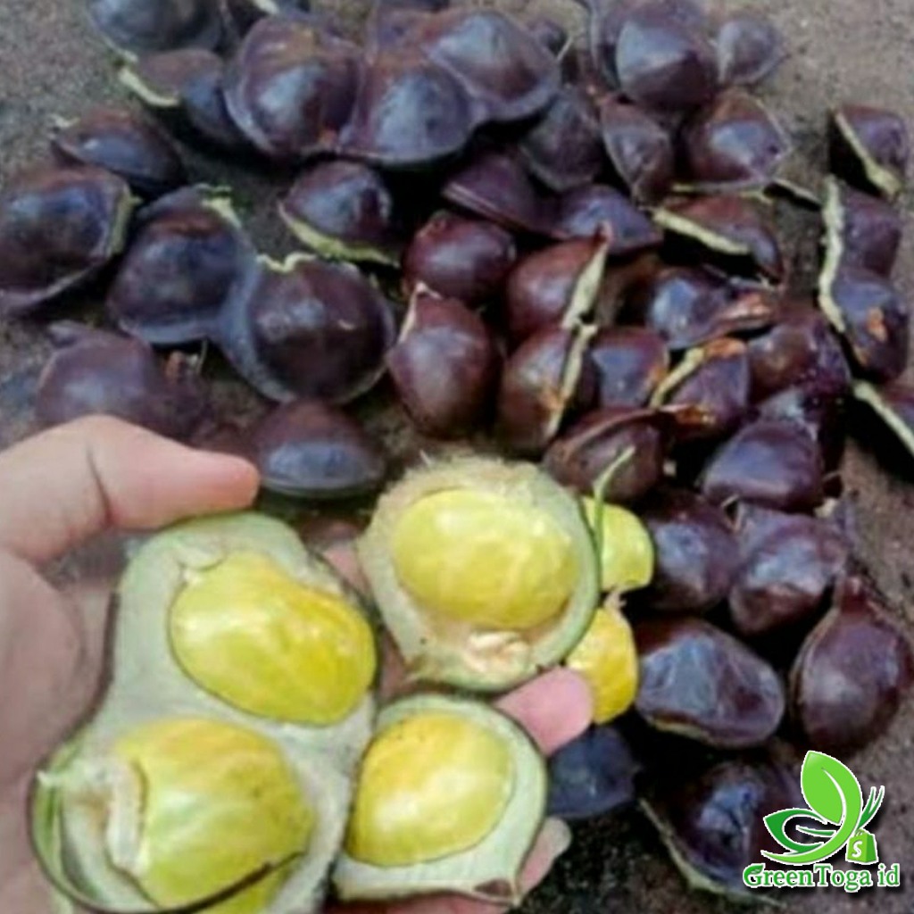 

Jengkol Kulitan Super 1KG Fresh Alami Full Sortir 100%