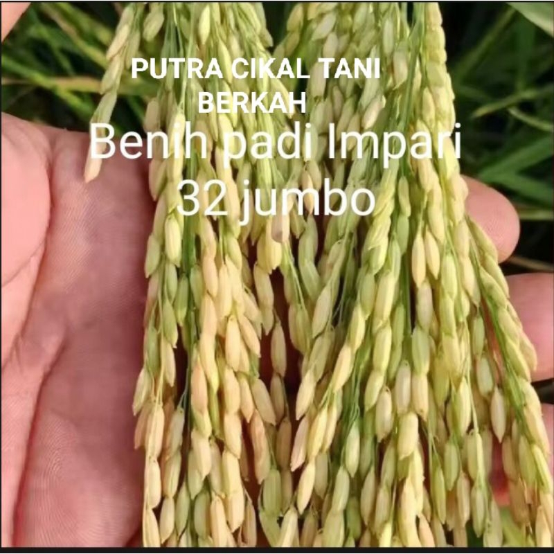 benih padi inpari 32 jumbo unggul betkualitas 1kg