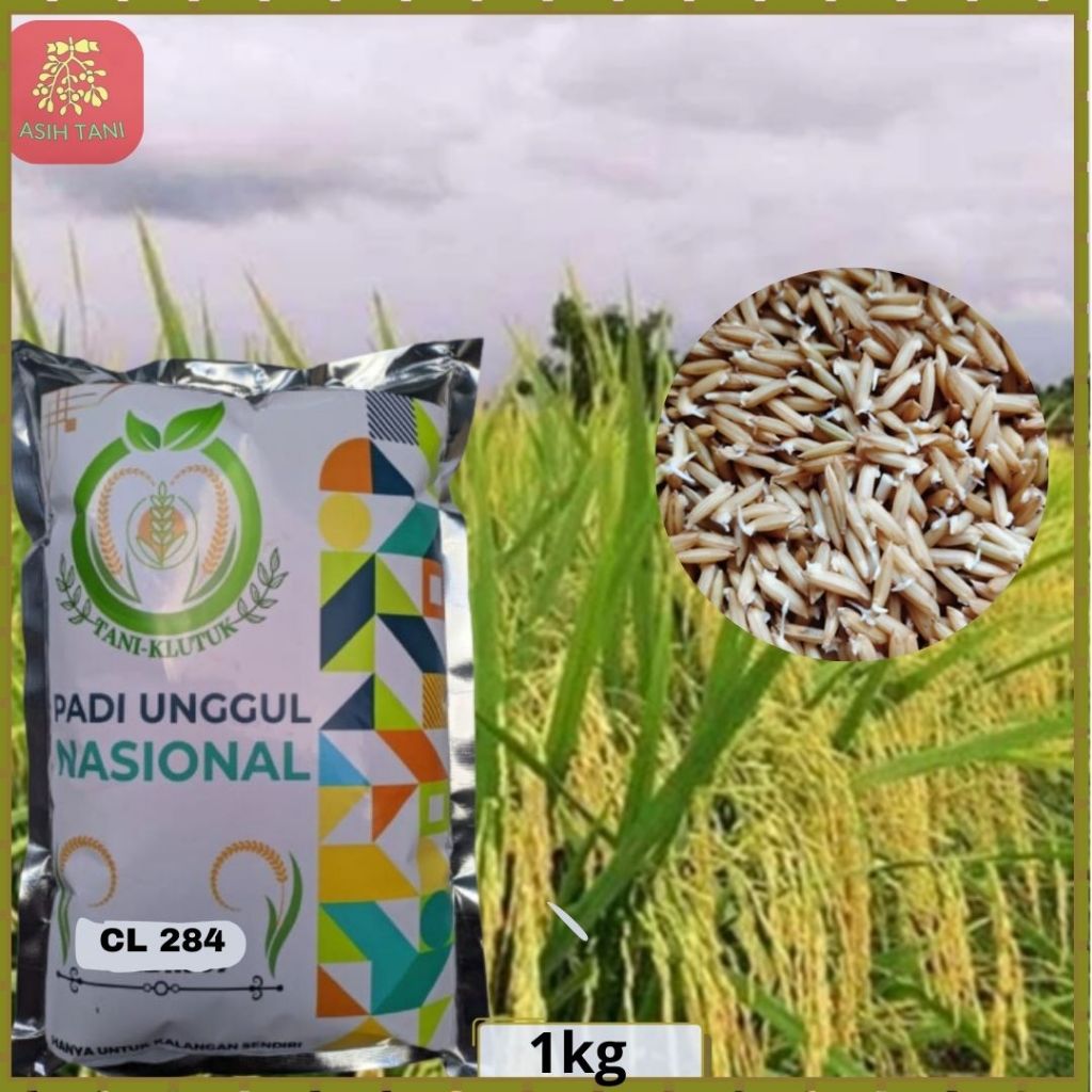 Benih Padi CL 284 Bibit Padi Unggul CL 284 Kemasan 1kg