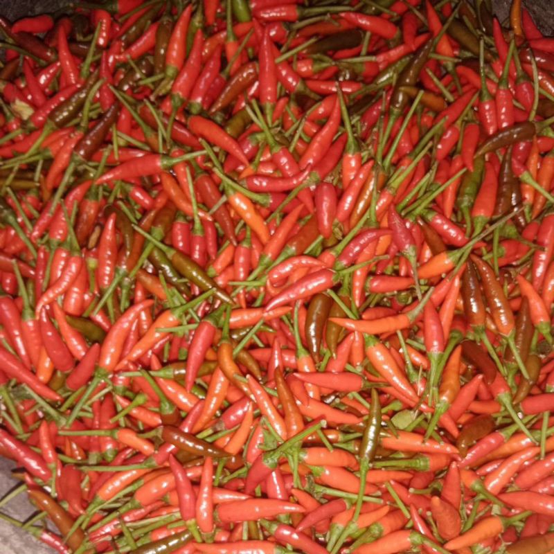 

cabe rawit MERAH 1/2 kg