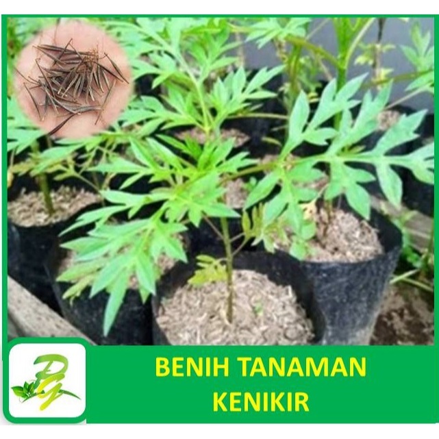PEERINA BENIH TANAMAN - Benih Daun Kenikir Kenikir Lalap Kenikir Sayur