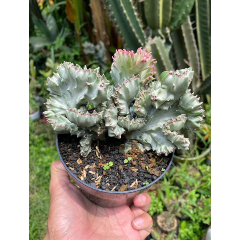 Euphorbia Lactea Silver