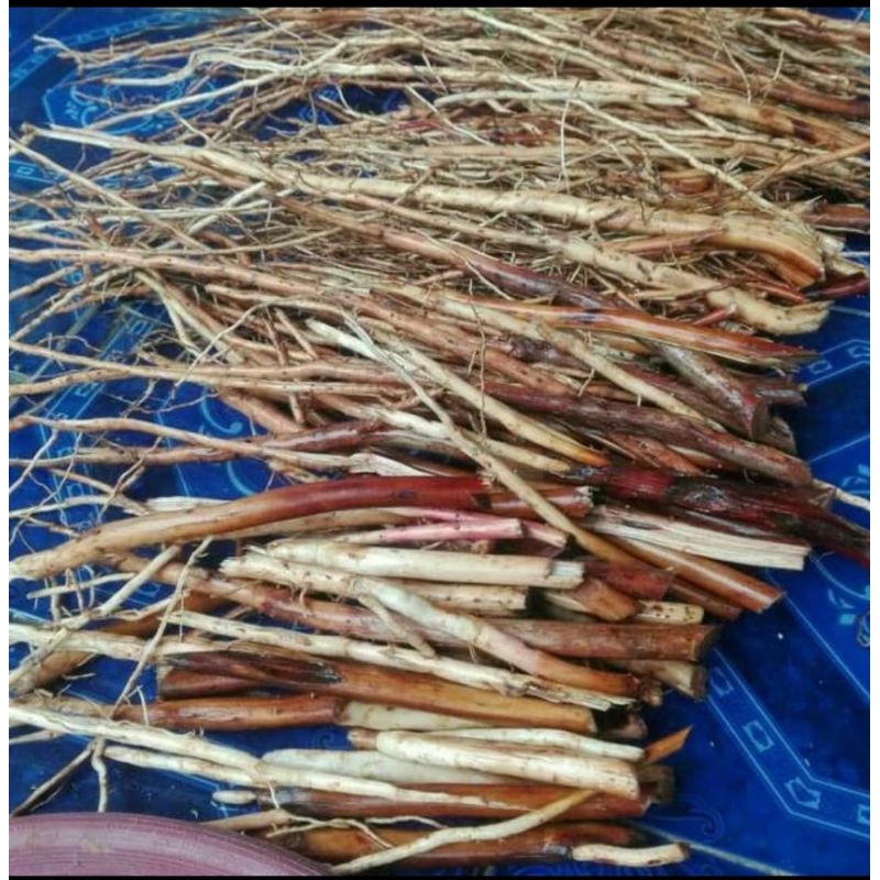 

akar pinang/jambe 500g