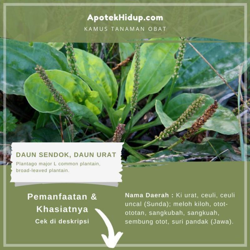 

daun sendokan daun Kiurat super segar pilihan 250 grm