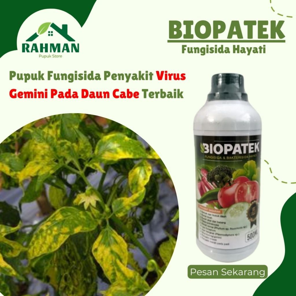 rekomended pupuk fungisida kuning daun cabe terbaik - BIOPATEK - Obat anti virus gemini cabai ampuh