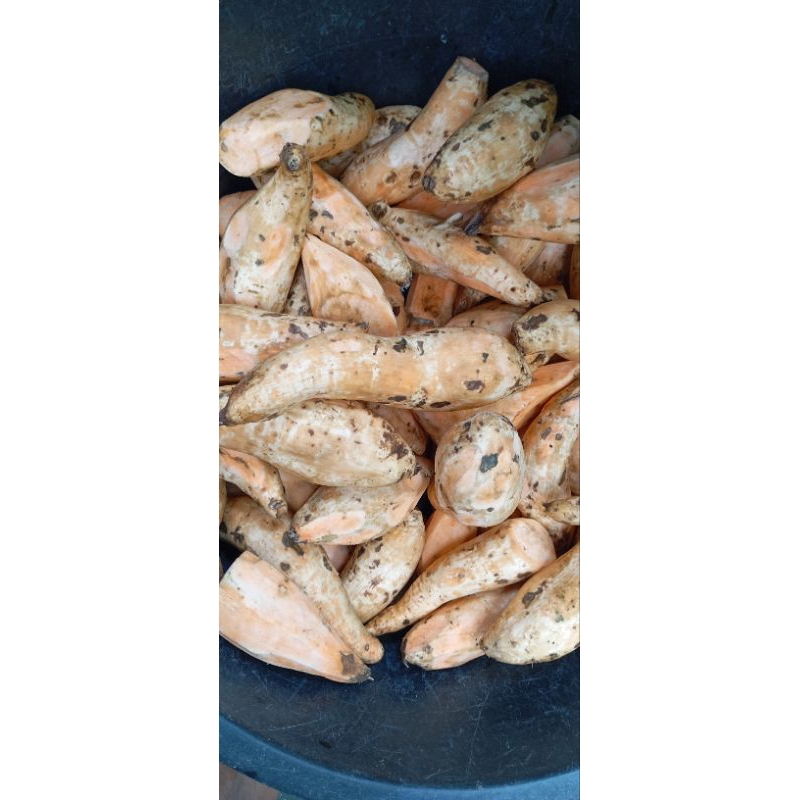 

Umbi jalar Ace berkualitas spek open / Berat 1Kg