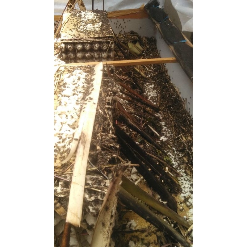 jangkrik alam hidup pakan burung atau ternak