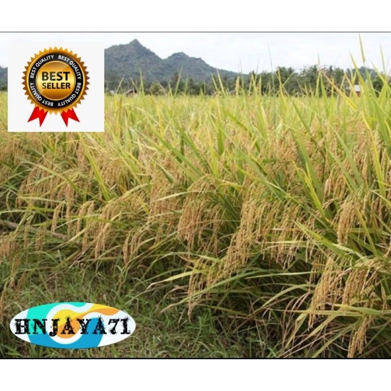 BENIH PADI INPARI 33 Kemasan 1 KG