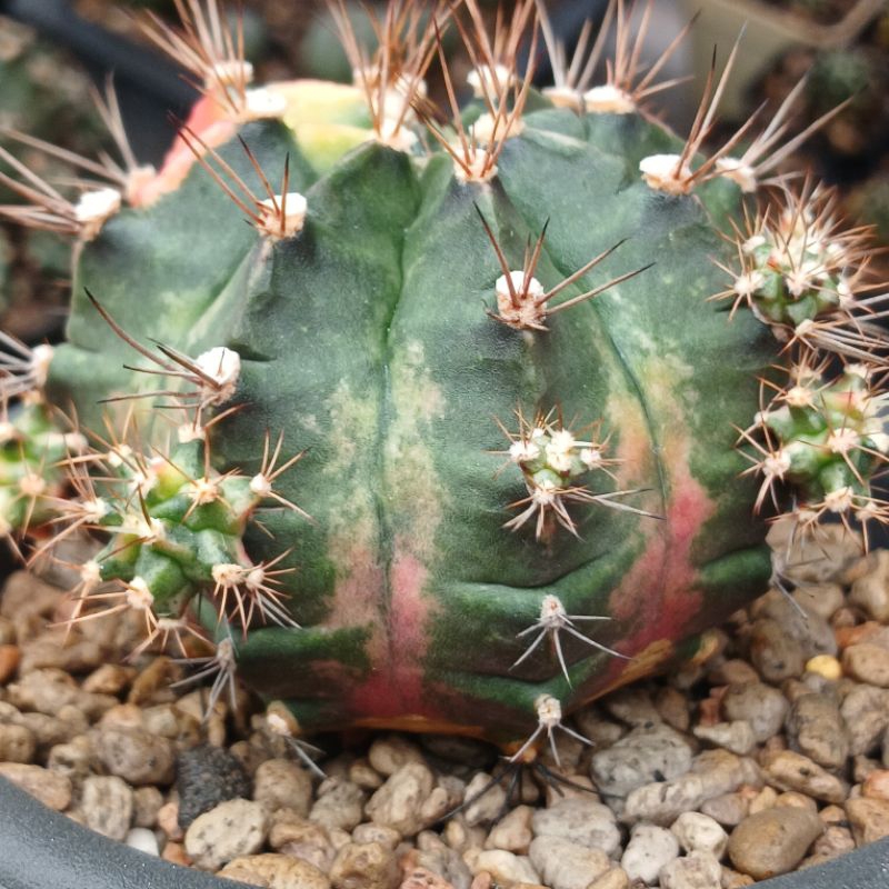 Gymnocalycium Pink Giant | Kaktus