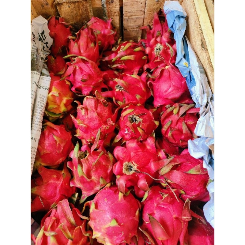 

buah naga