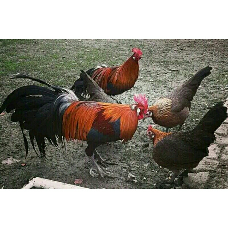 

Telur fertil ayam hutan merah. untuk di tetaskan