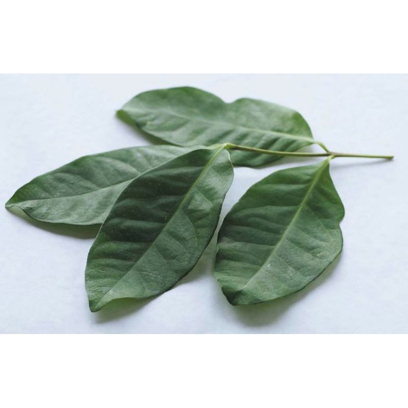 

daun salam super segar 10 lembar