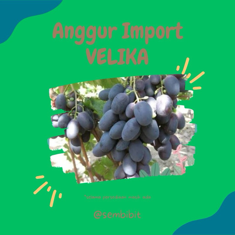 

Bibit anggur import jenis Velika