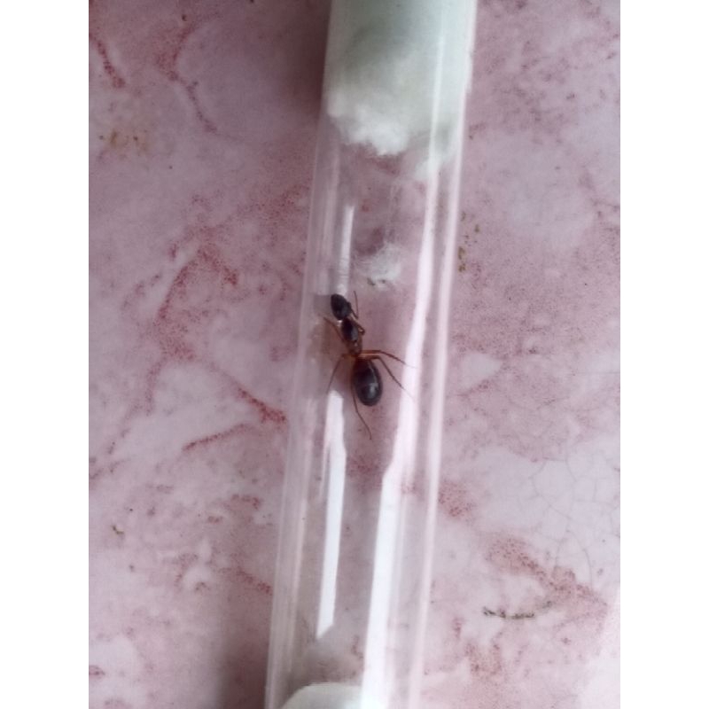 Ratu semut Camponotus irritans vertil