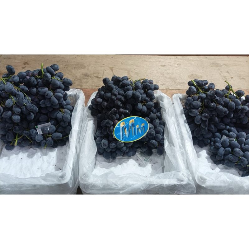 

BACA DESKRIPSI - ANGGUR BLACK AUTUMN - marketkitabali