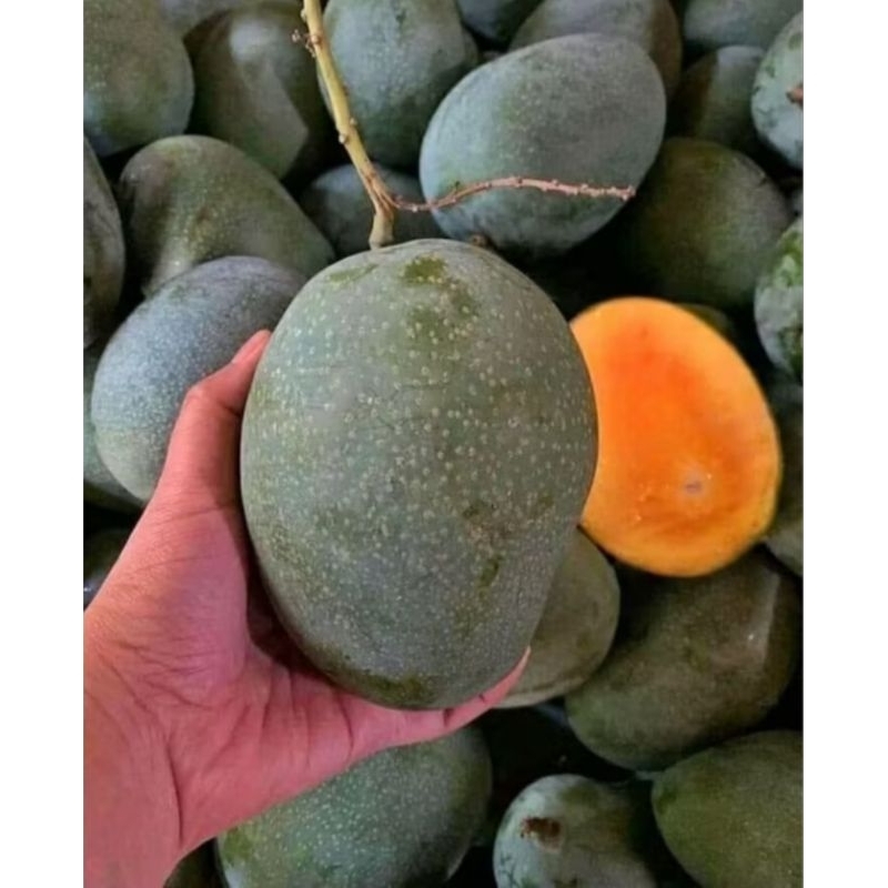 

Mangga Madu Manis Super 1 kg