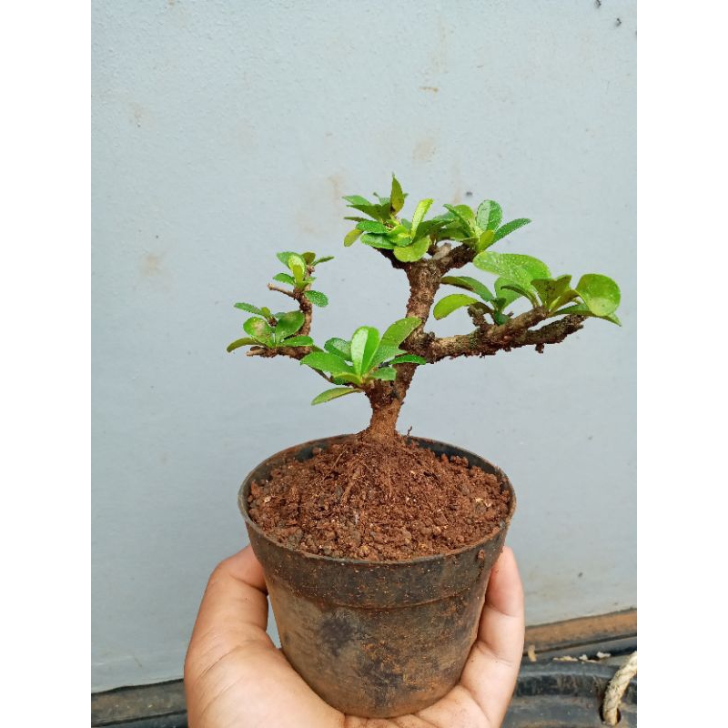 hokianti bunga sesuai foto