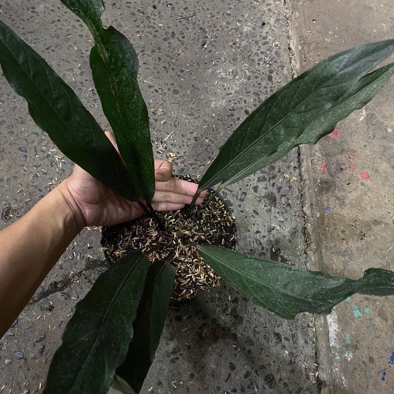 anthurium black dragon remaja