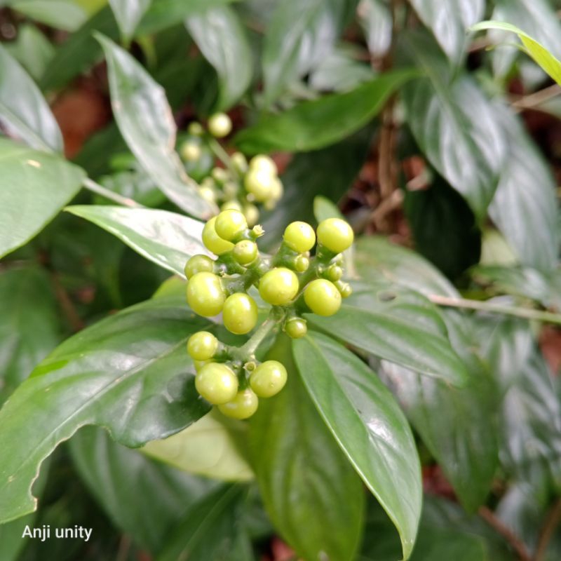 ardisia bungowa sp