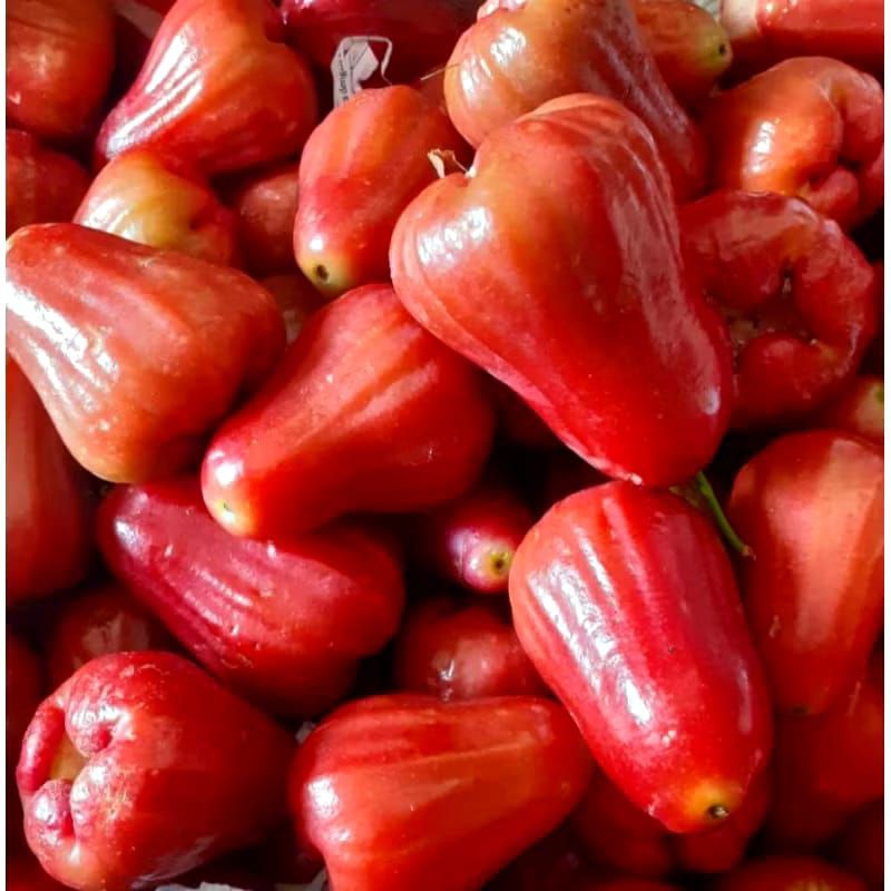 

jambu air manis dan fresh 500 gram