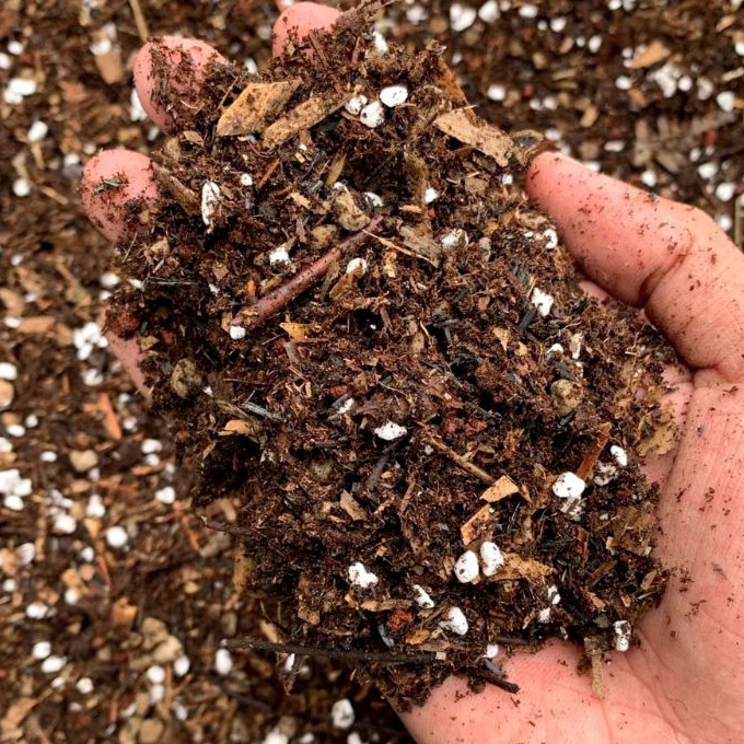 KF7 KOMPLIT BERBAGAI JENIS AGLONEMA