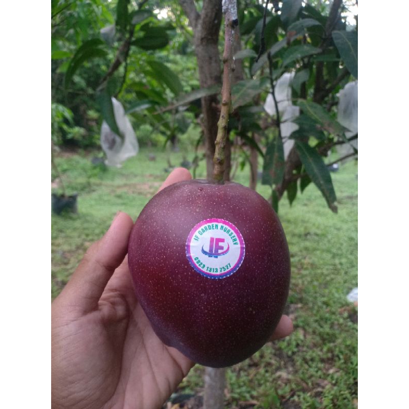 

Mangga premium Red pearl/Hong ji kang/Hong Ju, fresh hasil kebun harga satuan