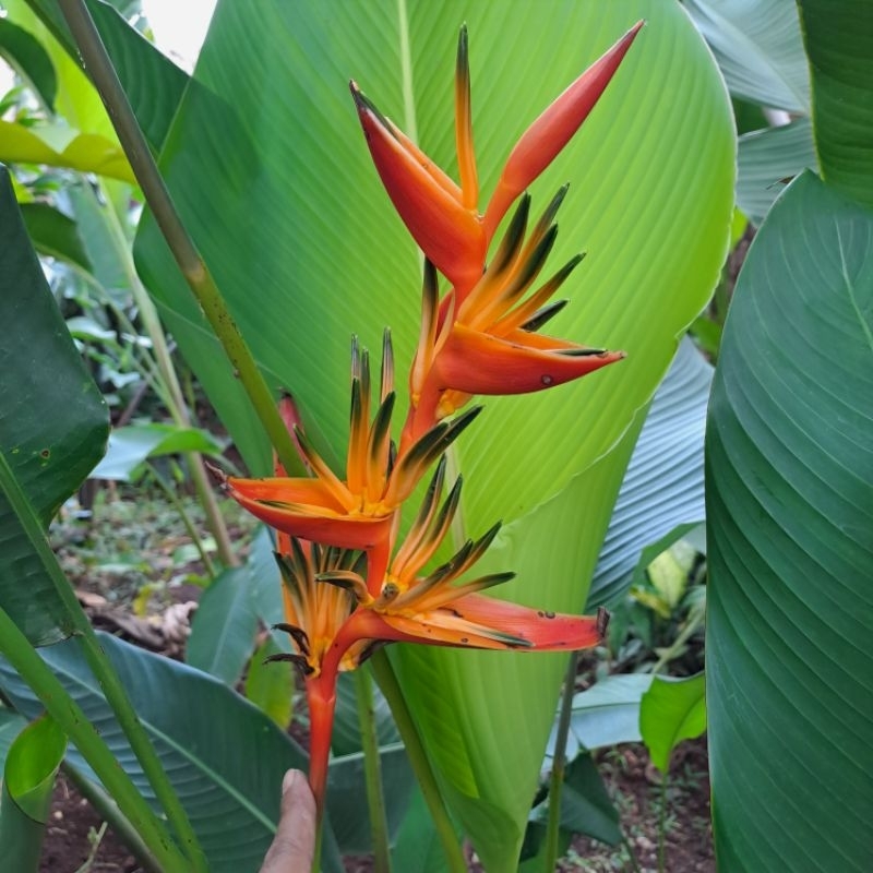 Tanaman Heliconia Walet (Heliconia Cendrawasih)